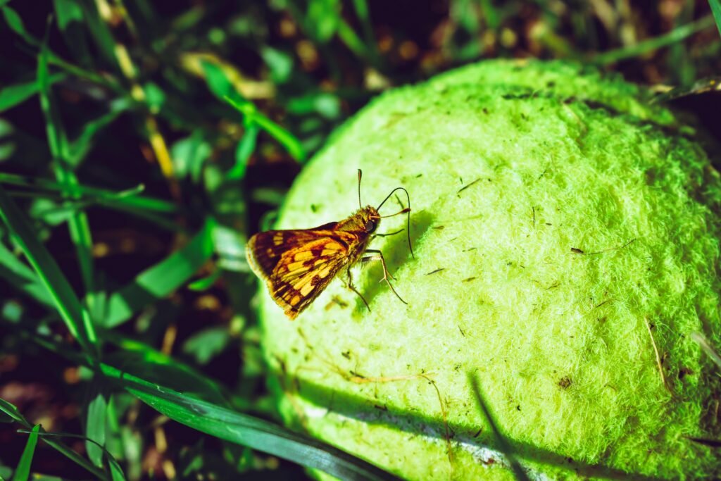 Shop Tennis-Inspired Gear tennisball and a butterfly .jpg